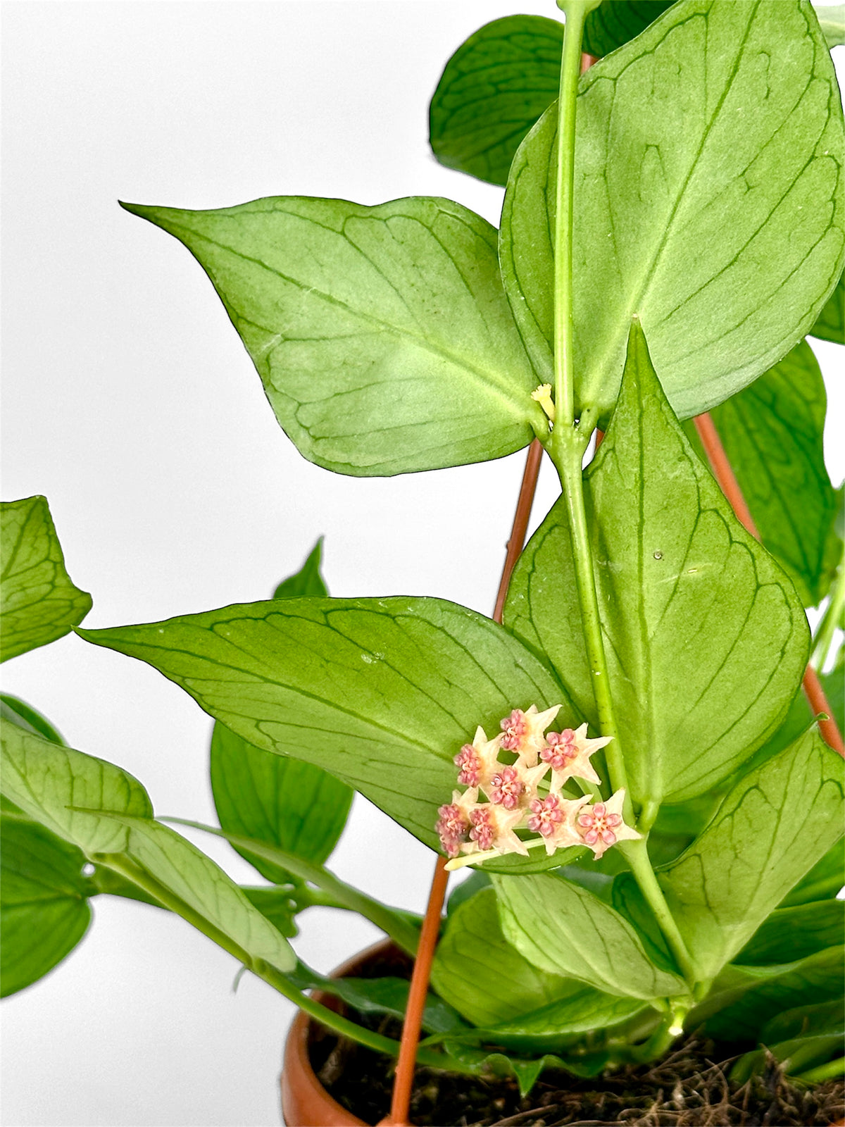 Hoya Polyneura - suspension