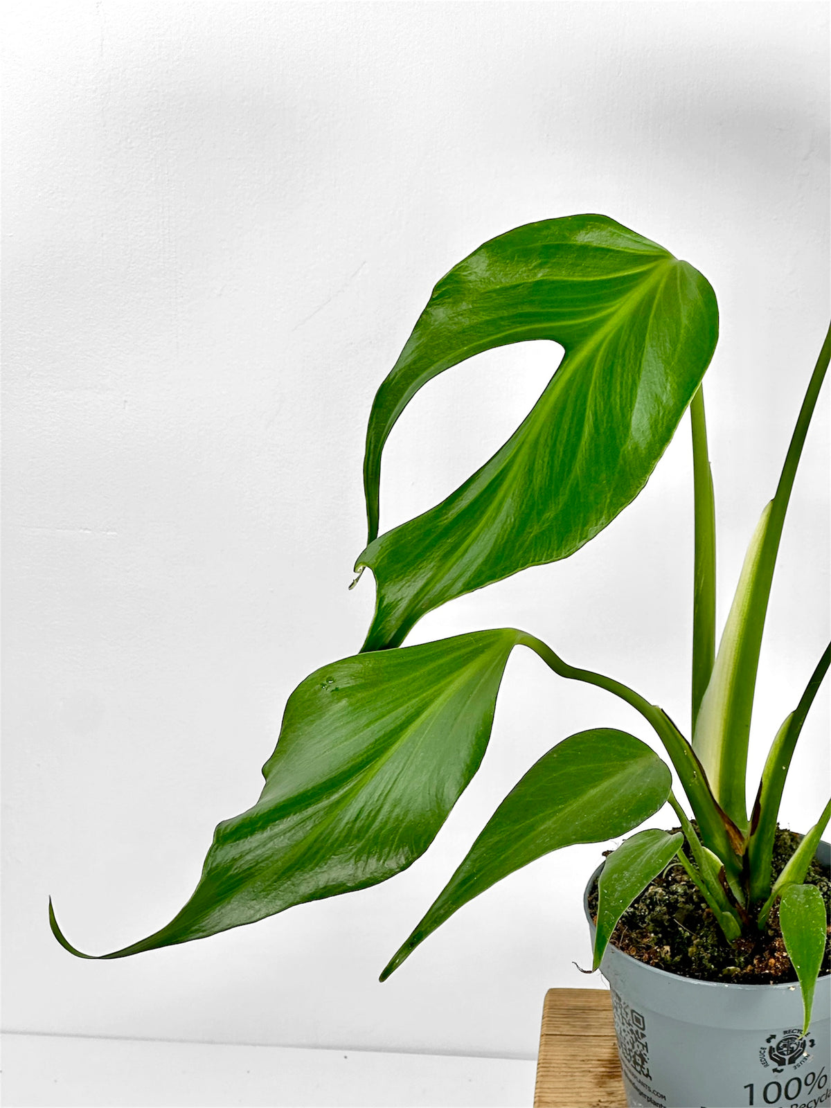 Monstera Burle Marx Flame