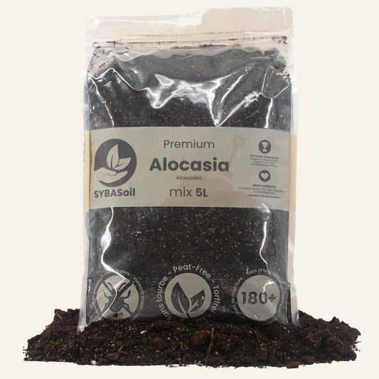 Premium Alocasia Mix 5L