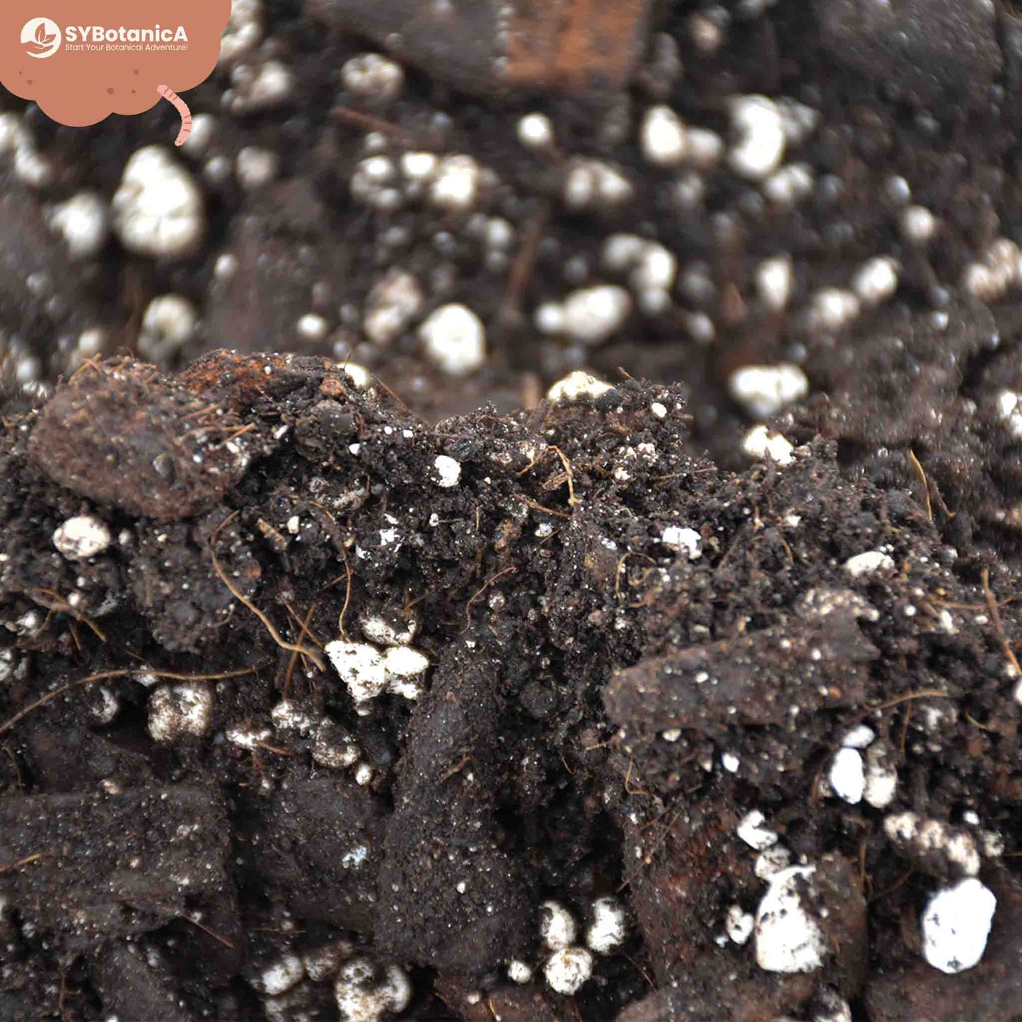 Premium Anthurium Mix 5L