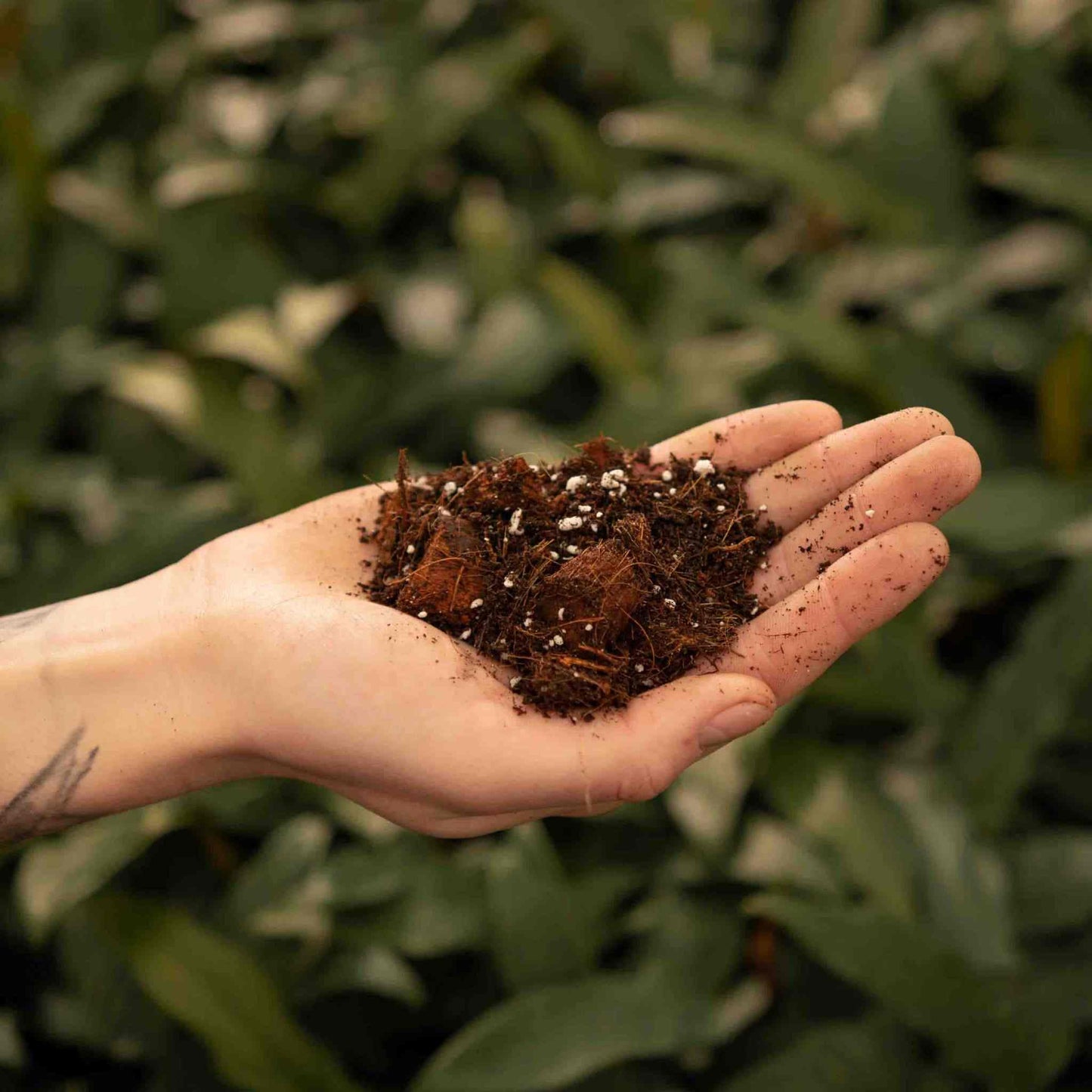 Mix pour Aracée 5L - Aroid Mix 5L