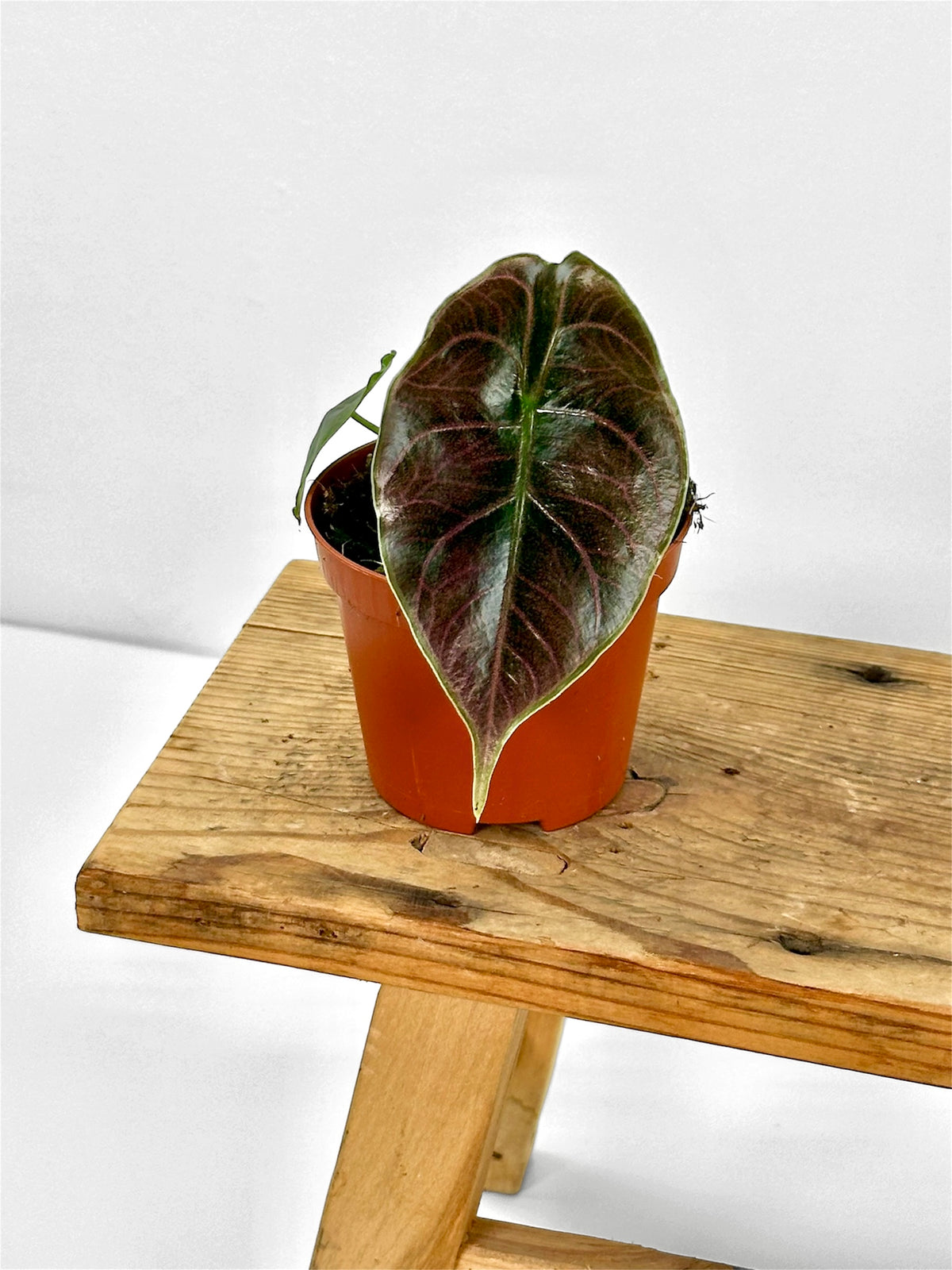 Alocasia Azlanii