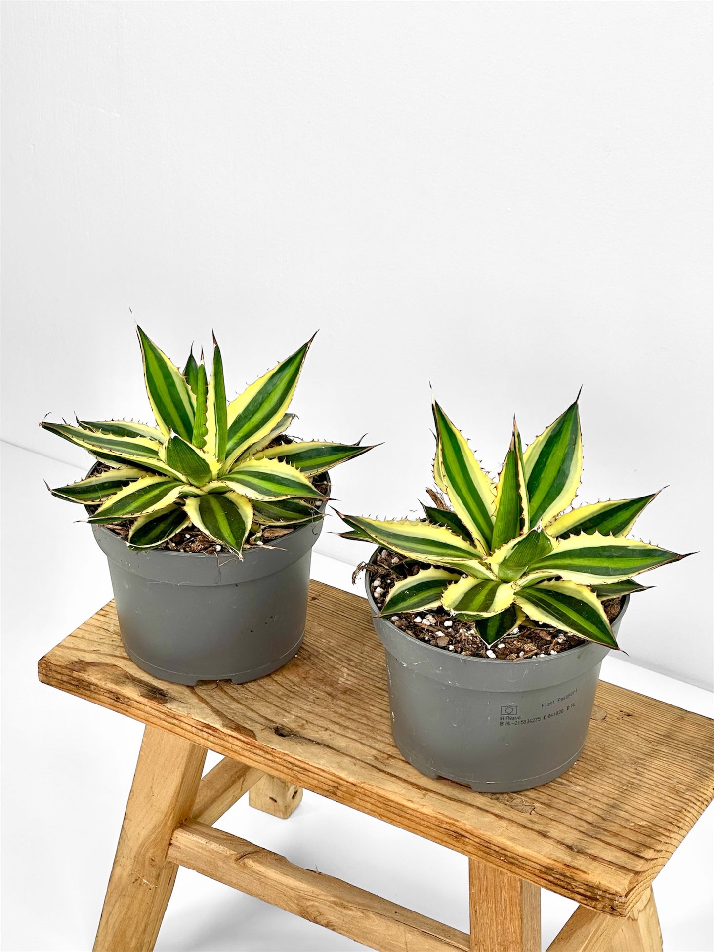 Agave Lophophora Quadricolor
