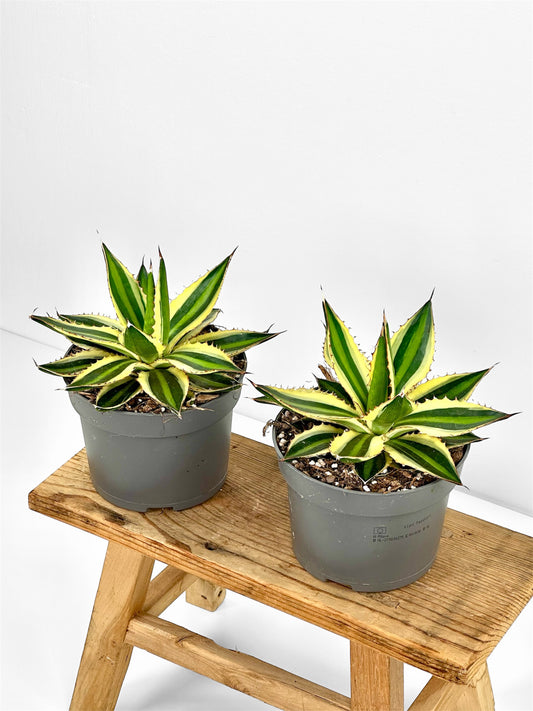 Agave Lophophora Quadricolor