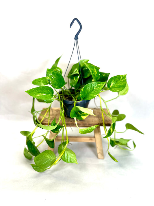 Epipremnum Aureum ''Pothos Golden'' - suspension