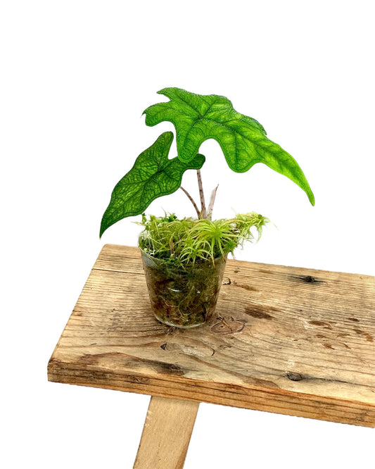 Alocasia Jacklyn - Baby plant