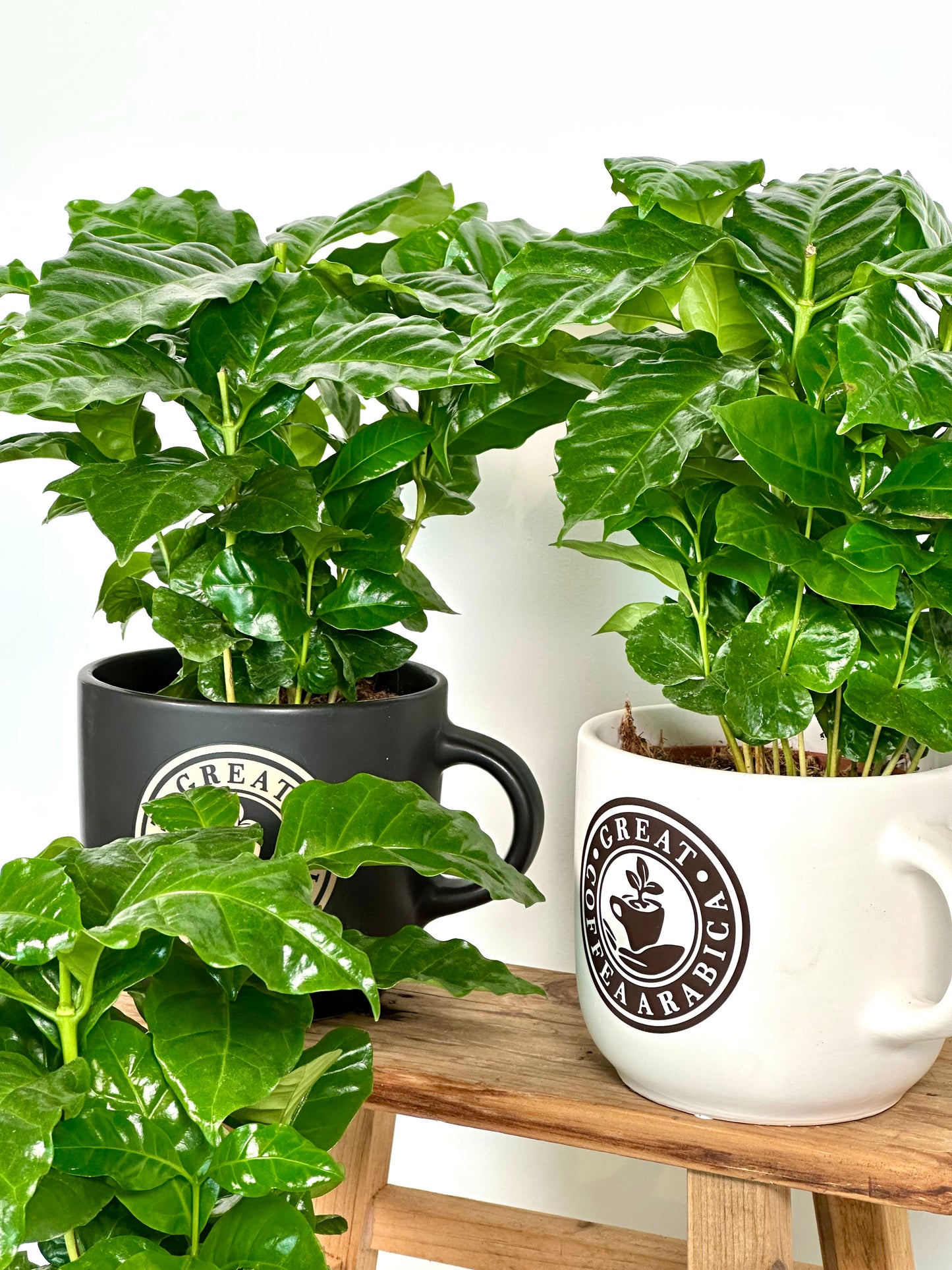 Coffea Arabica - Caféier avec pot tasse à café