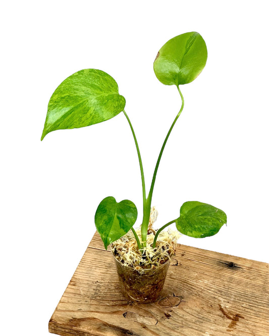 Monstera Deliciosa Green on Green - Baby plant
