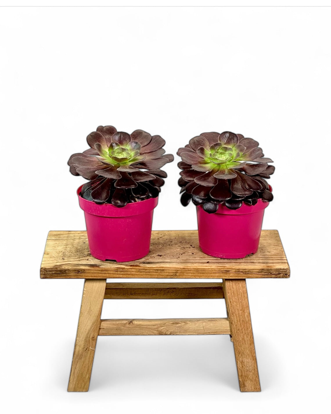 Aeonium Nigrum