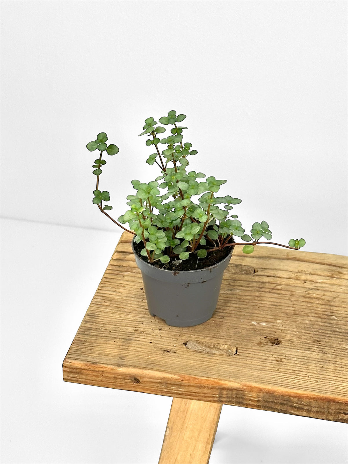 Pilea Glauca - Baby plant