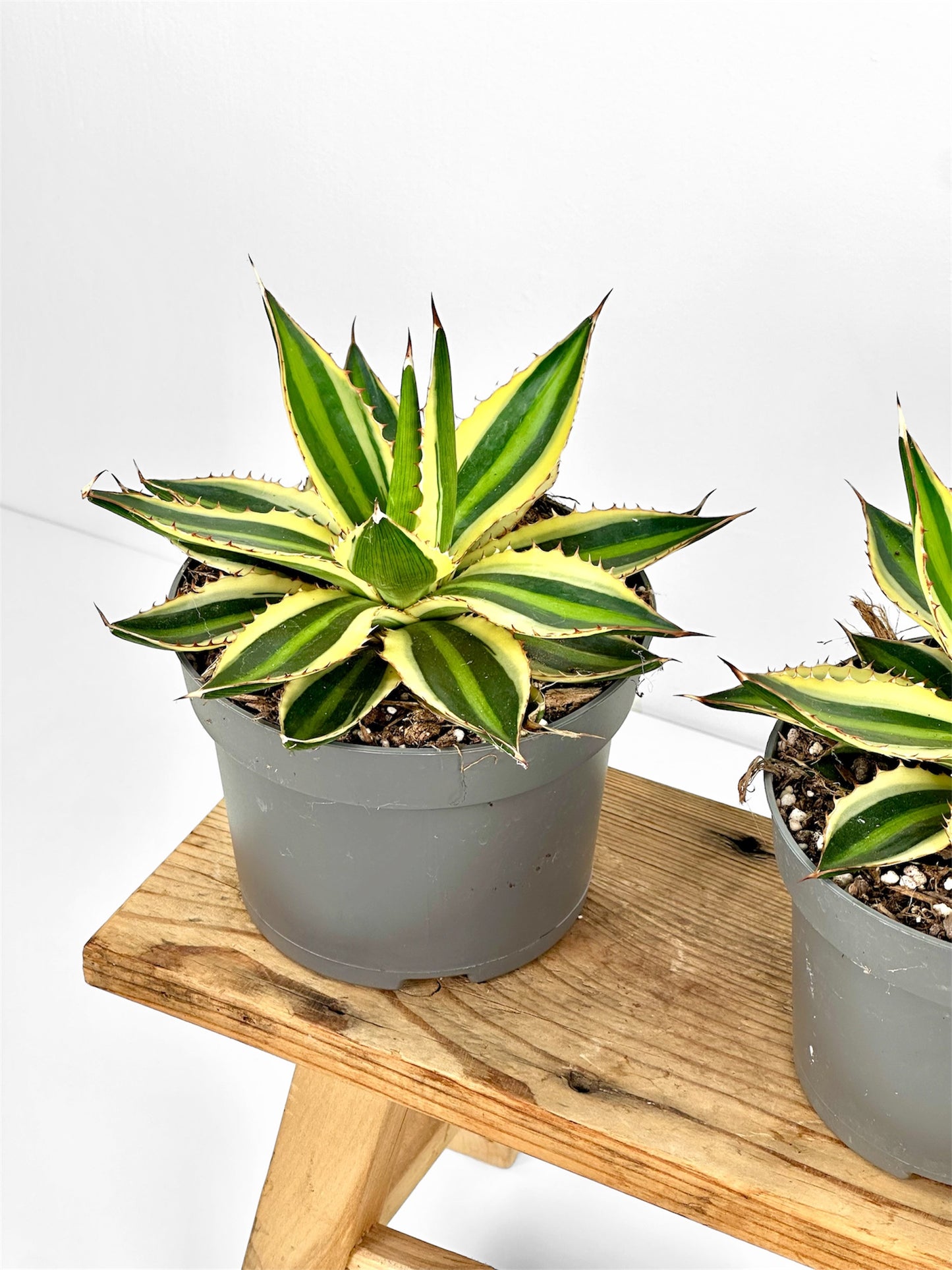 Agave Lophophora Quadricolor