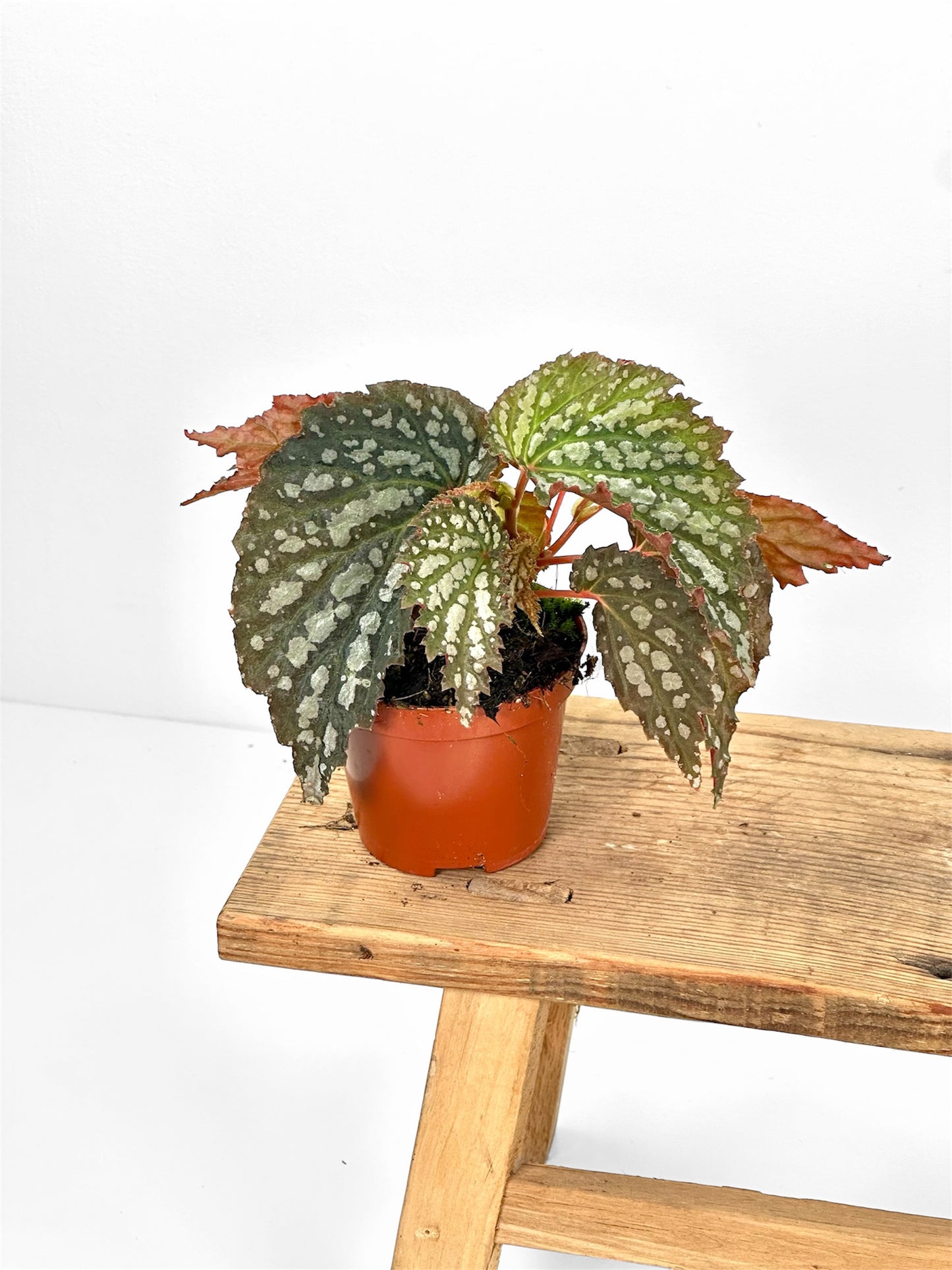 Bégonias rares — diverses variétés au choix