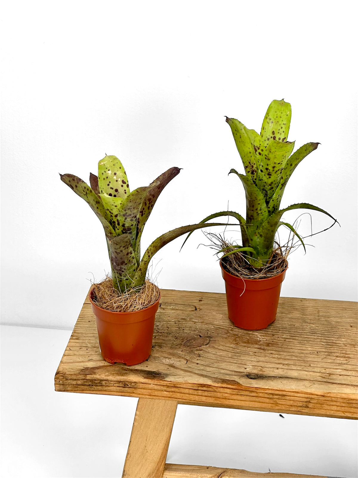 Neoregelia Pauciflora