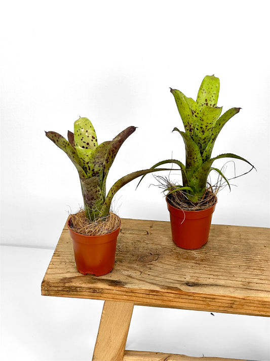 Neoregelia Pauciflora