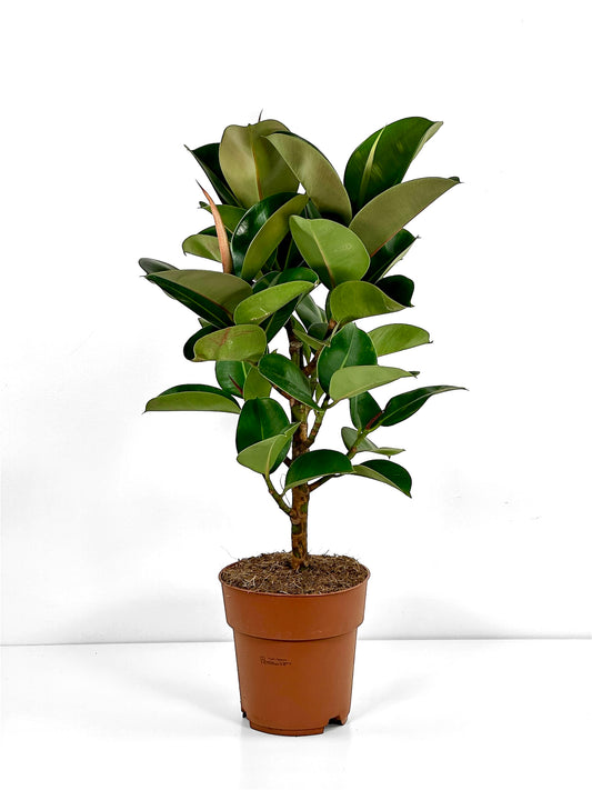 Ficus Elastica Cloe