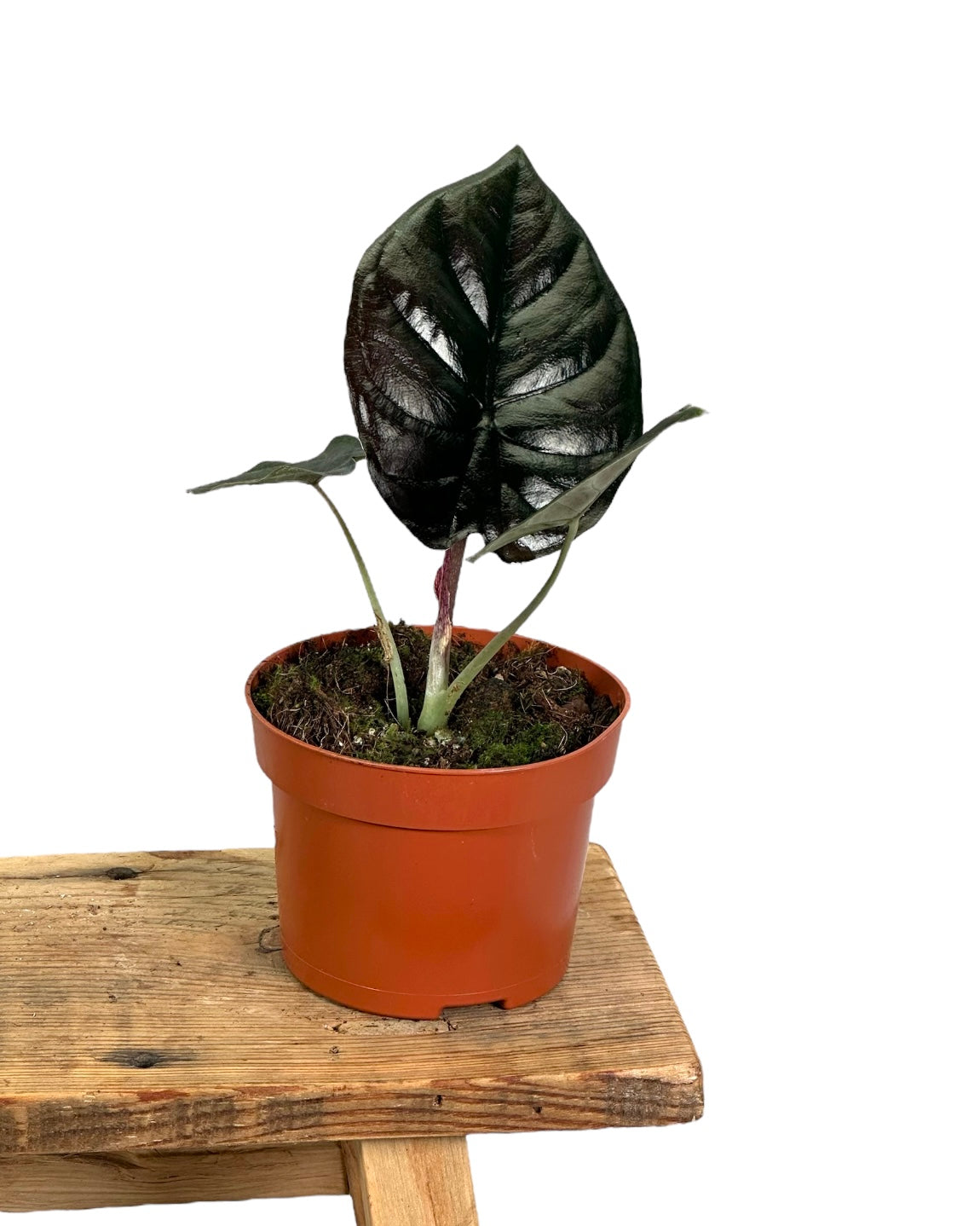 Alocasia Infernalis Black Magic