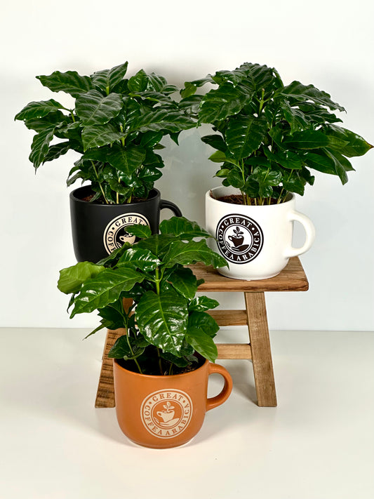 Coffea Arabica - Caféier avec pot tasse à café