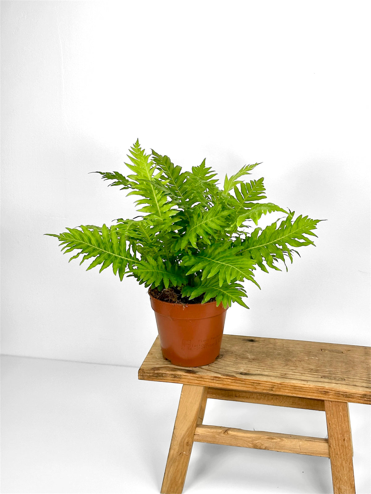 Blechnum Gib Silver Lady (Fougère)