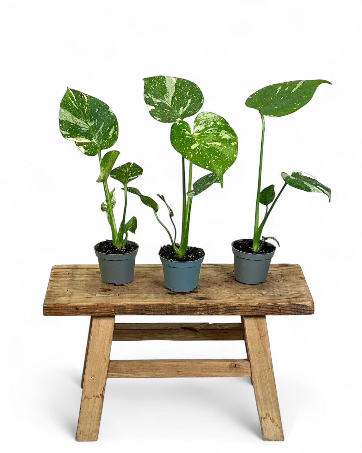 Monstera Thai Constellation - Baby plant