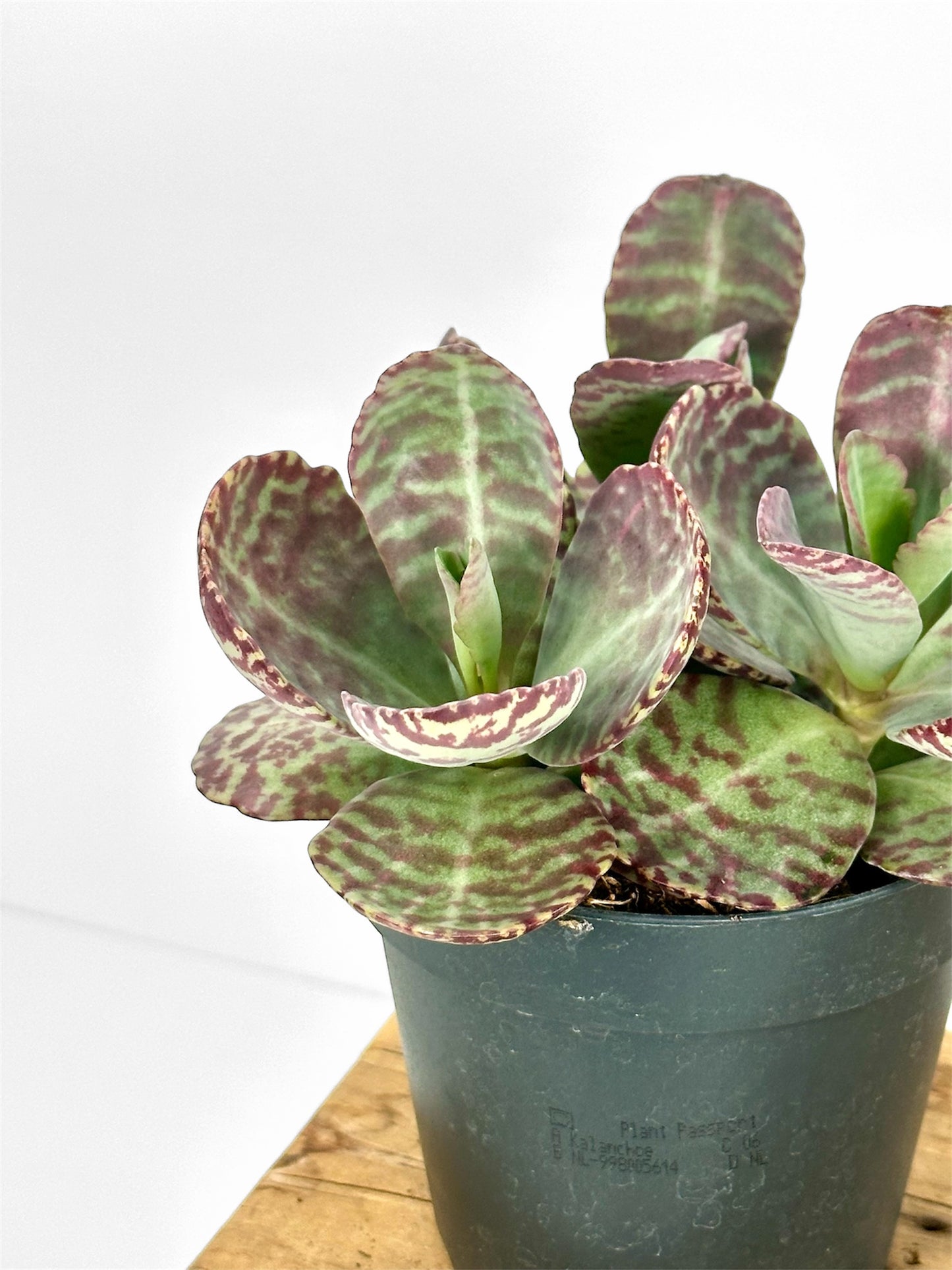 Kalanchoe Humilis Surprising Desert