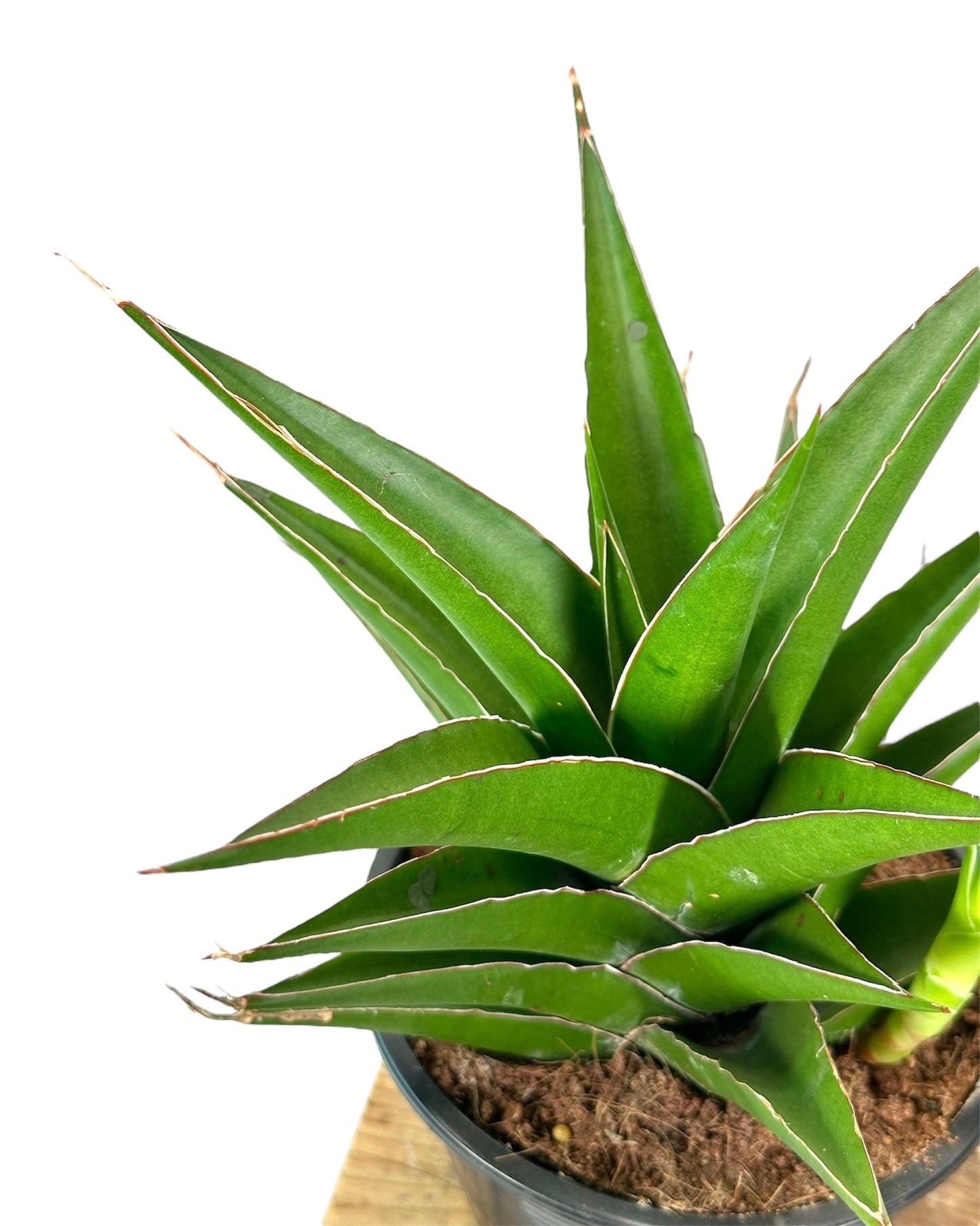 Sansevieria Samurai Compacta