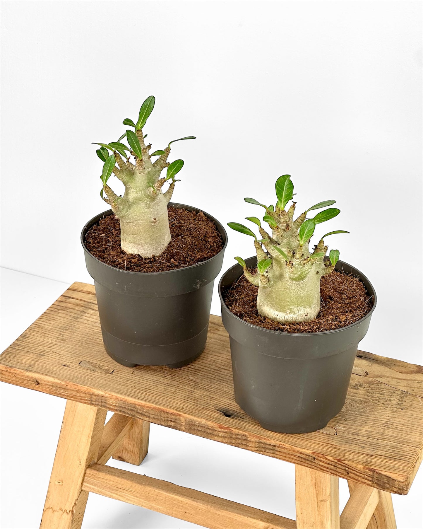 Adenium Obesum Baobab - Rose du désert