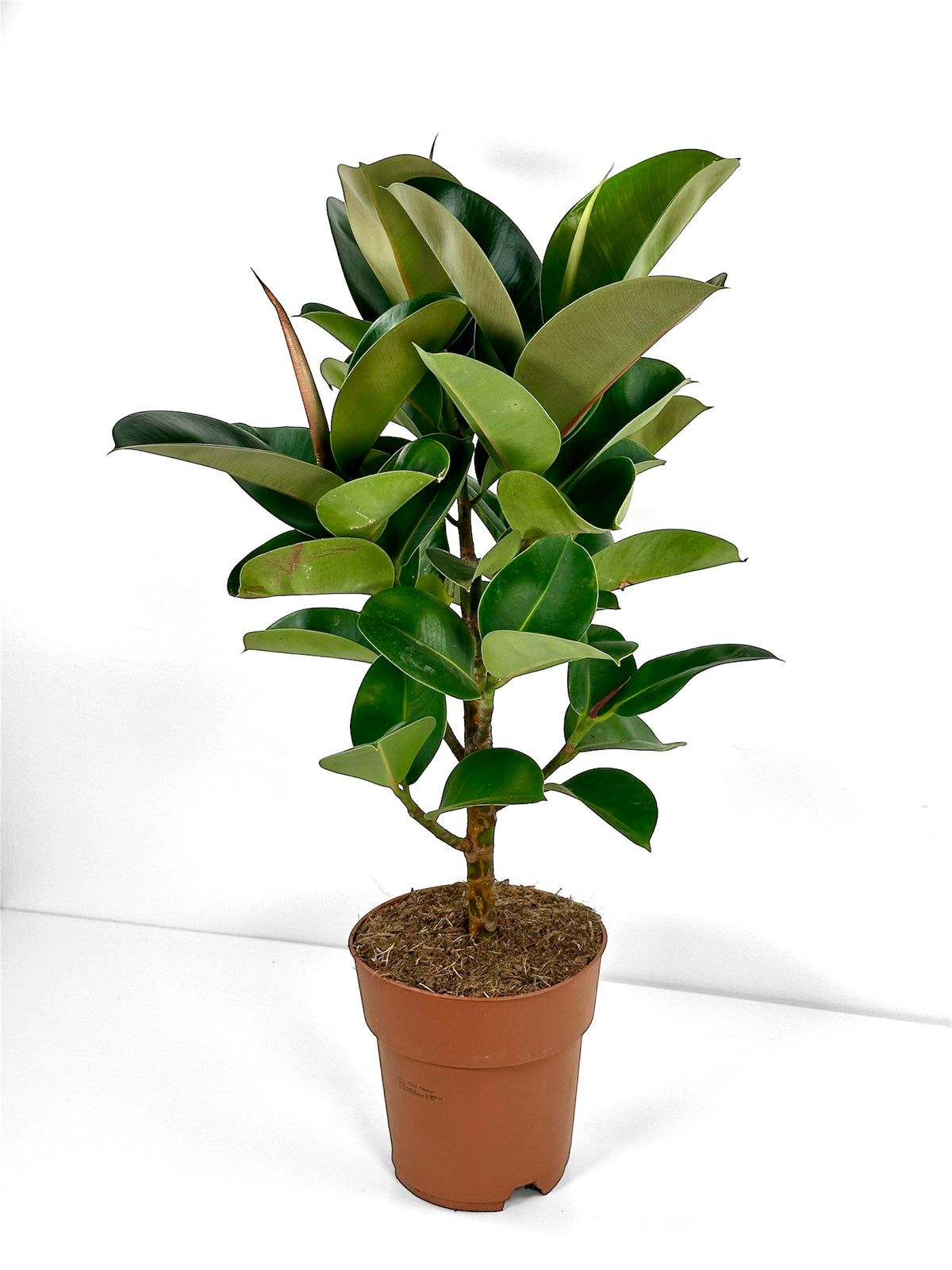Ficus Elastica Cloe