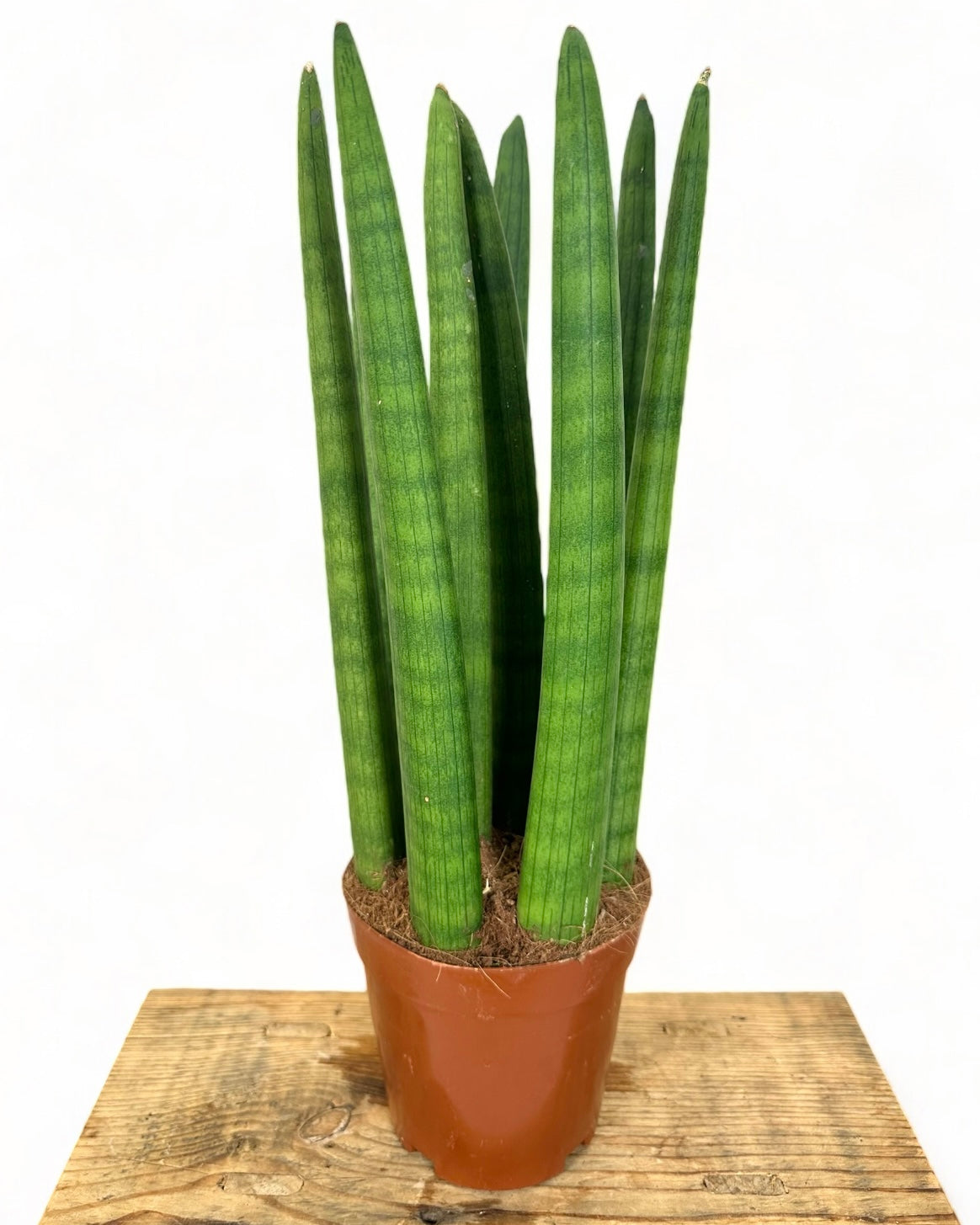 Sansevieria Cylindrica Straight