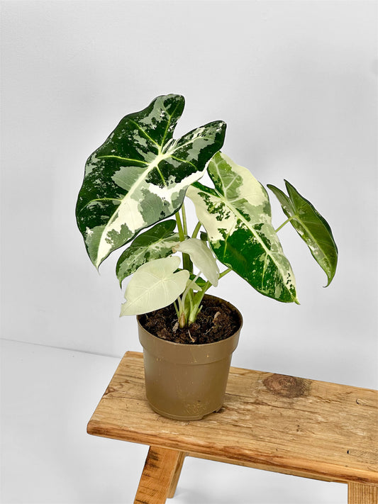 Alocasia Frydek variegata