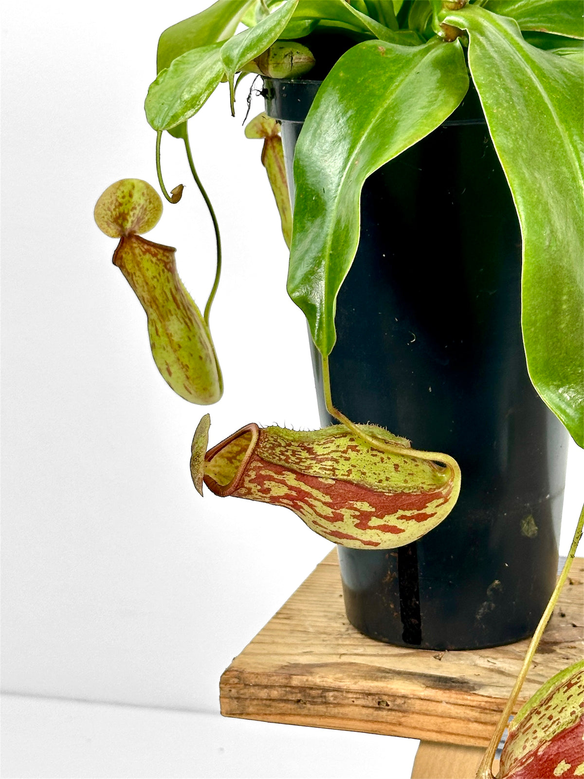 Nepenthes 'Gaya' - Plante carnivore