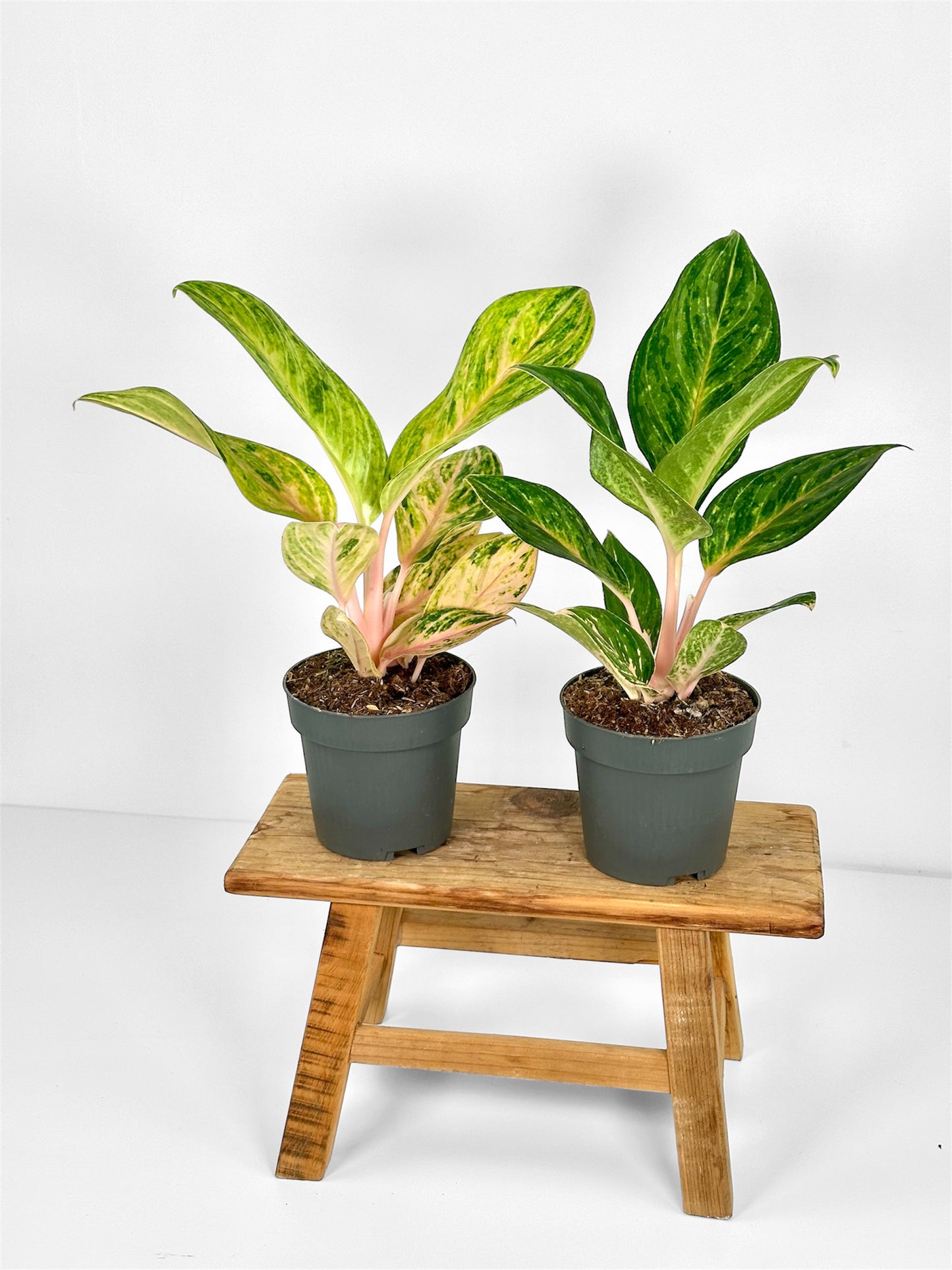 Aglaonema Peach Pearl