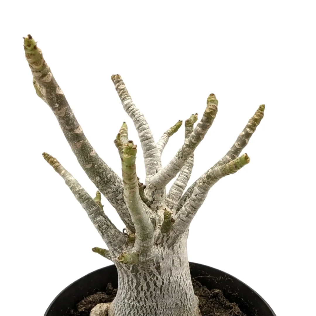 Adenium Obesum Baobab - Rose du désert
