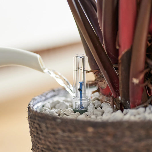 Atelier - Initiation à l’hydroculture – Substrat minéral