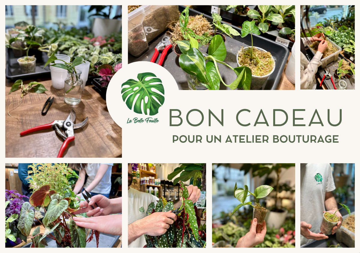 Bon cadeau pour un Atelier Bouturage