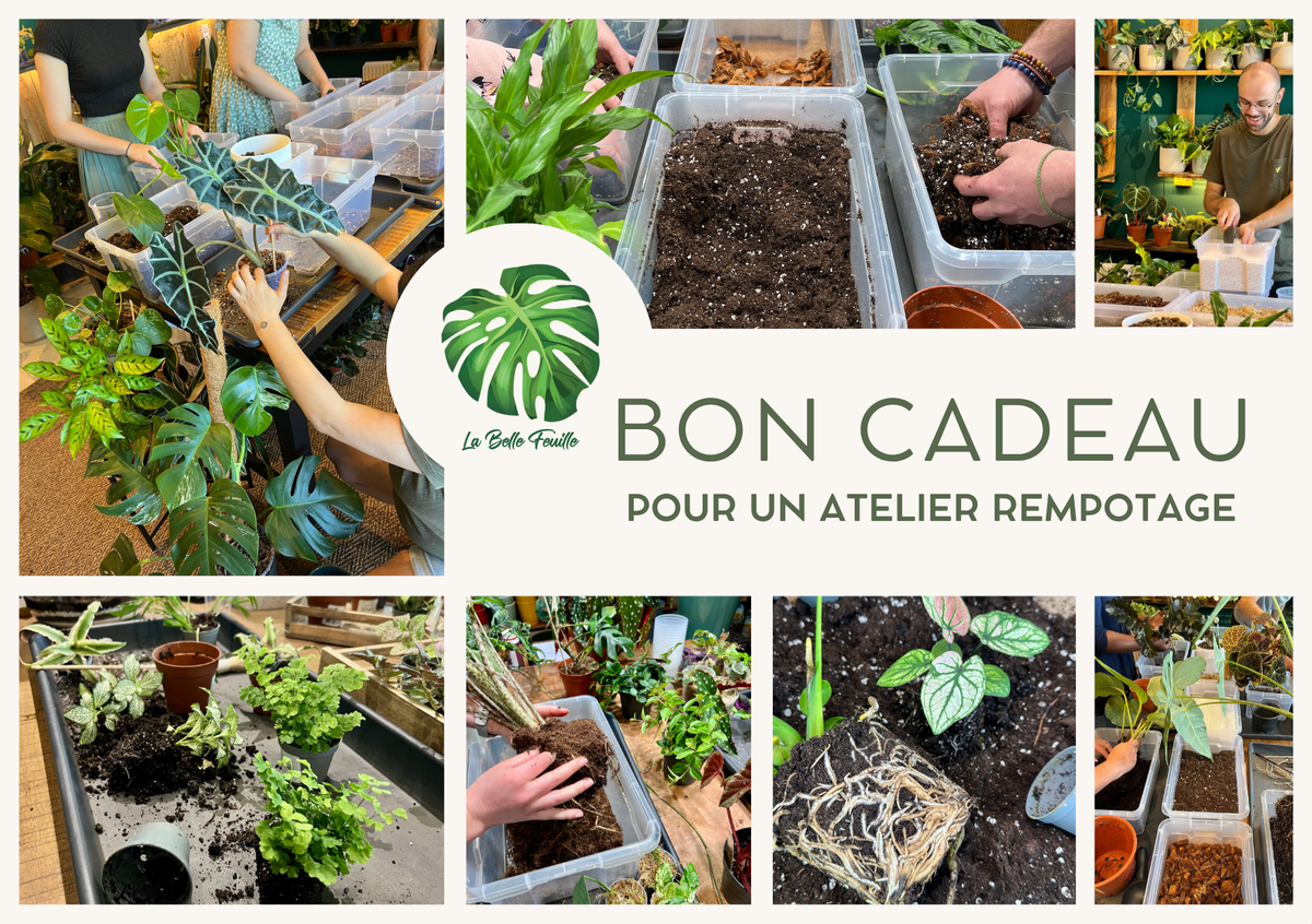 Bon cadeau pour un Atelier Rempotage