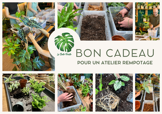 Bon cadeau pour un Atelier Rempotage