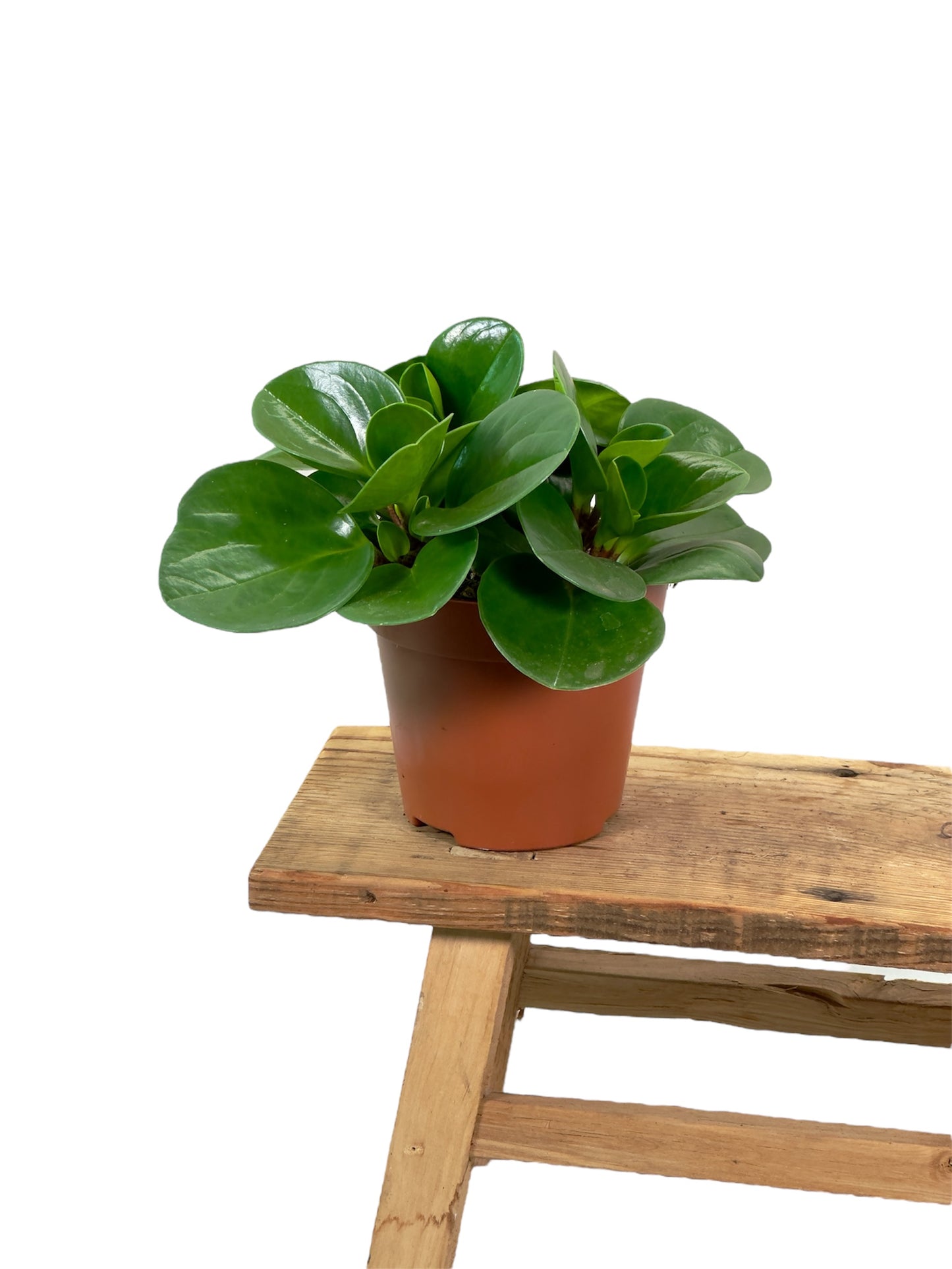 Peperomia Obtusifolia