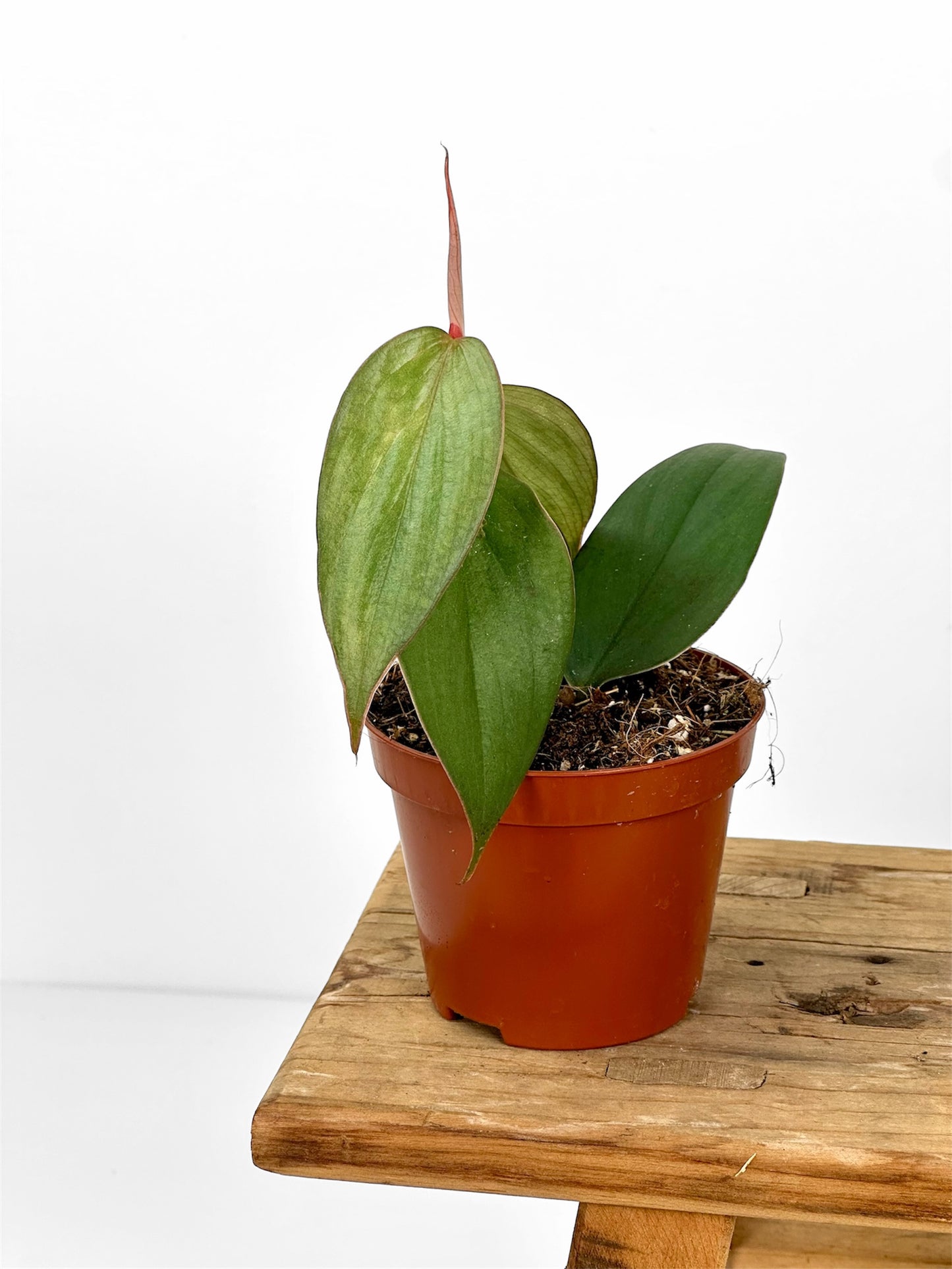 Philodendron Burle Marx Fantasy