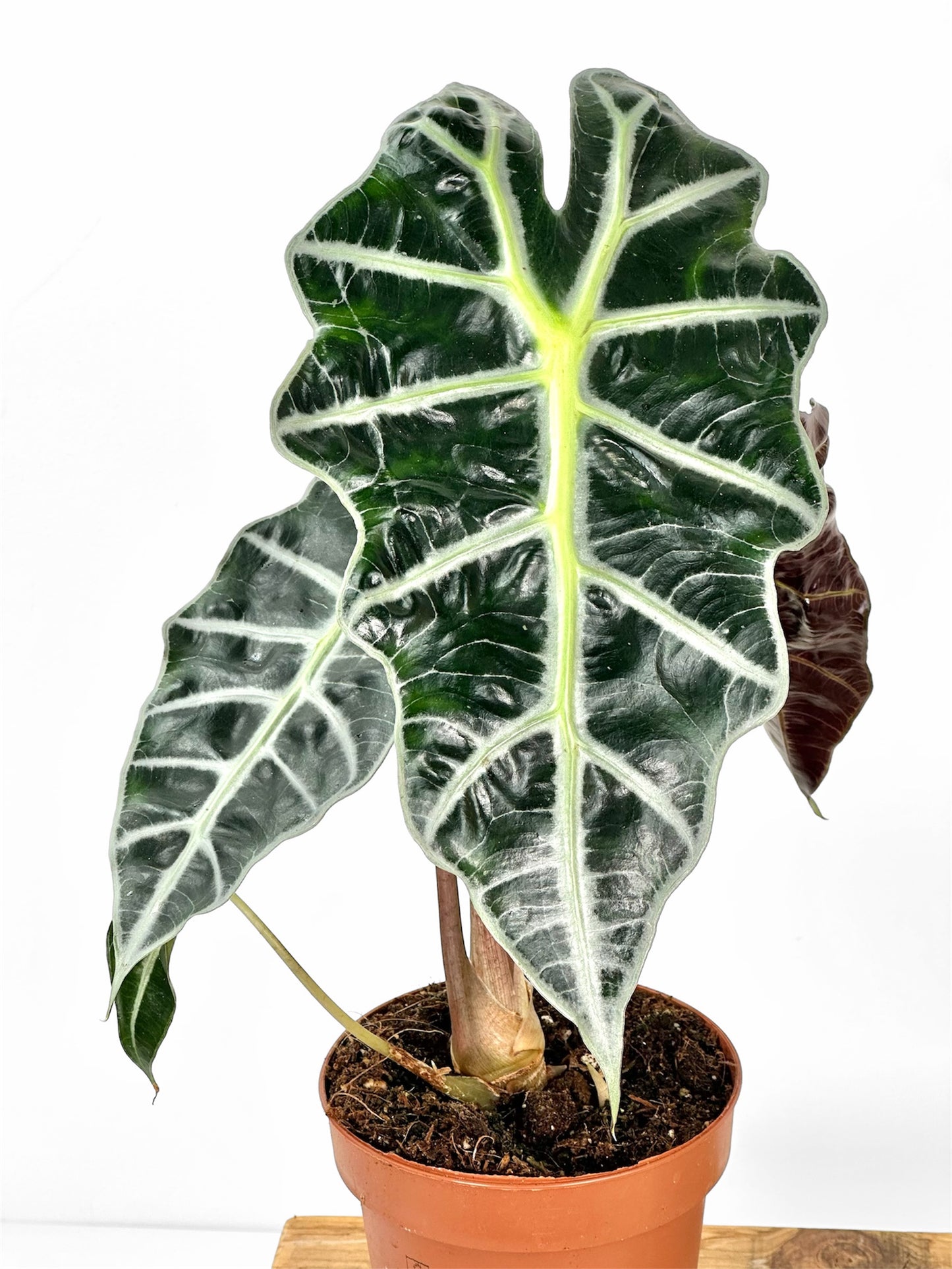 Alocasia Polly