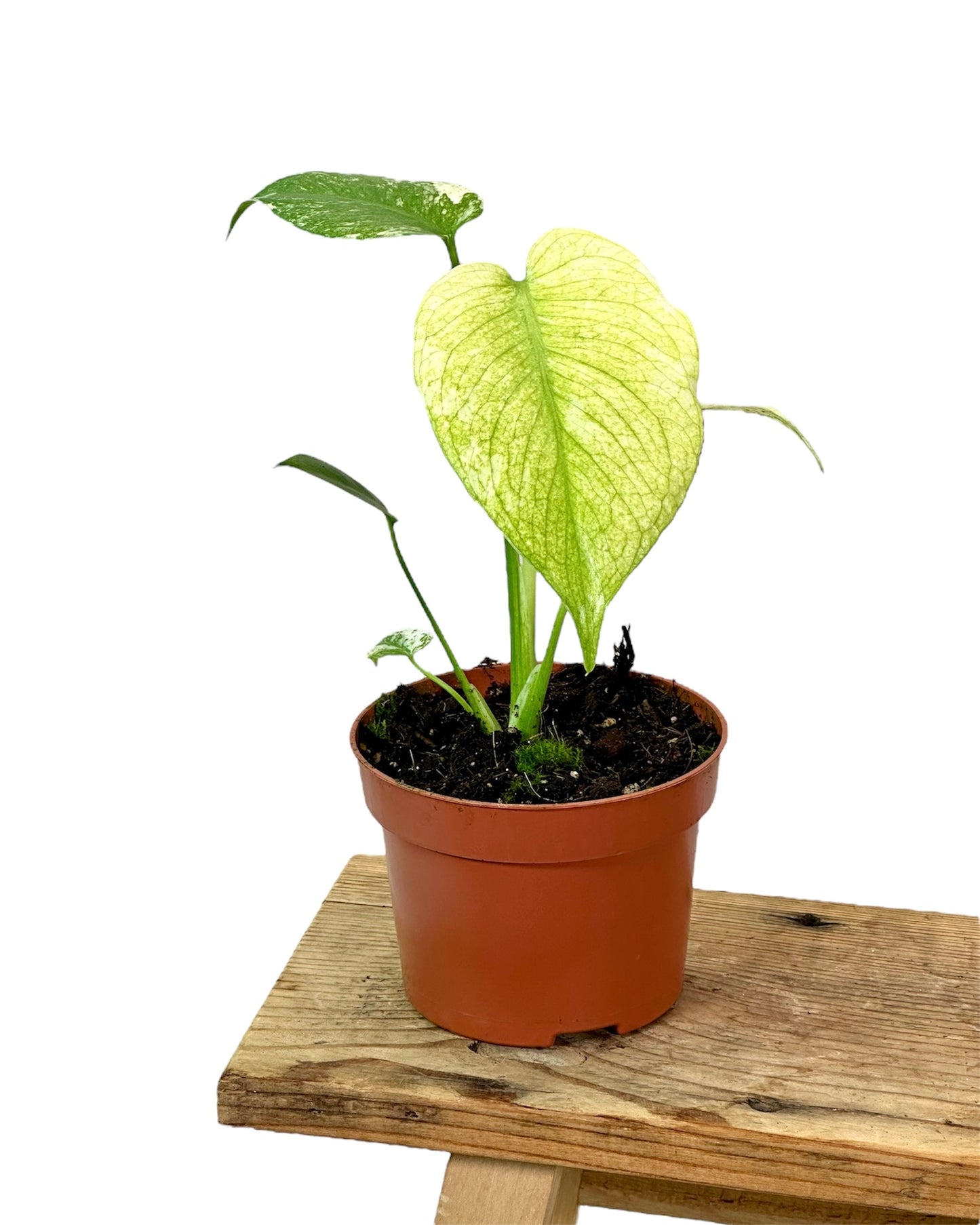 Monstera Deliciosa Mint