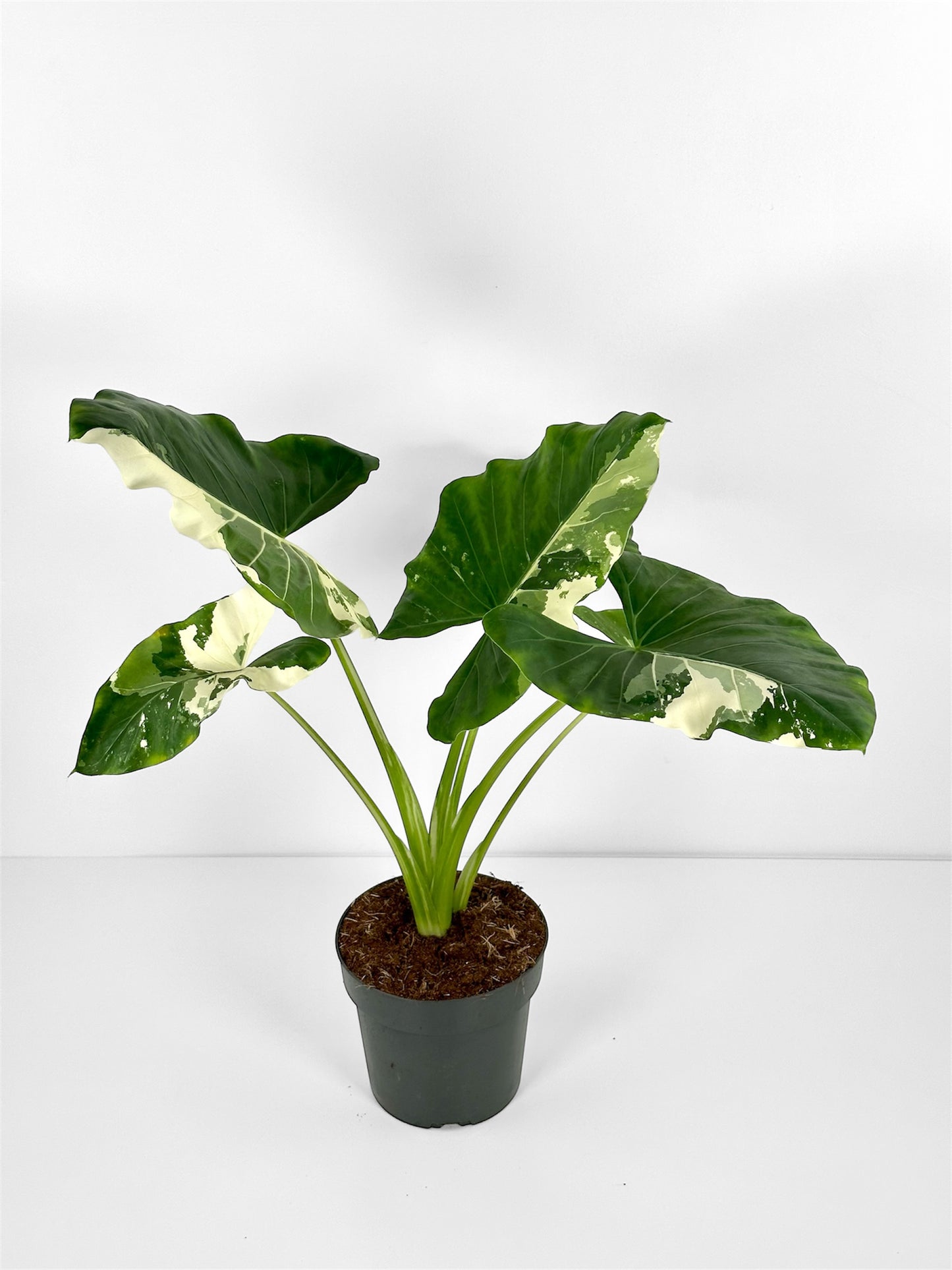 Alocasia Macrorrhiza Variegata