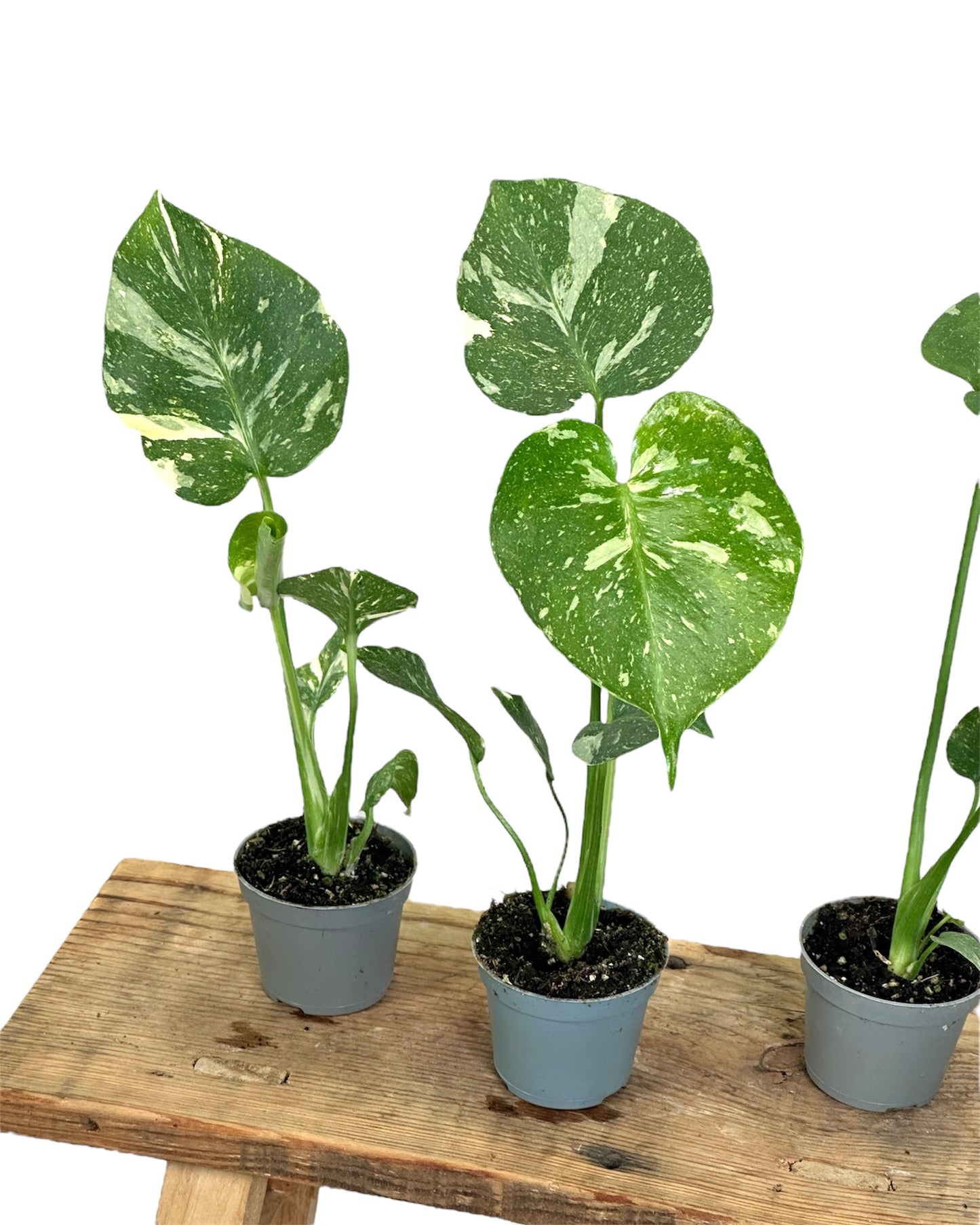 Monstera Thai Constellation - Baby plant