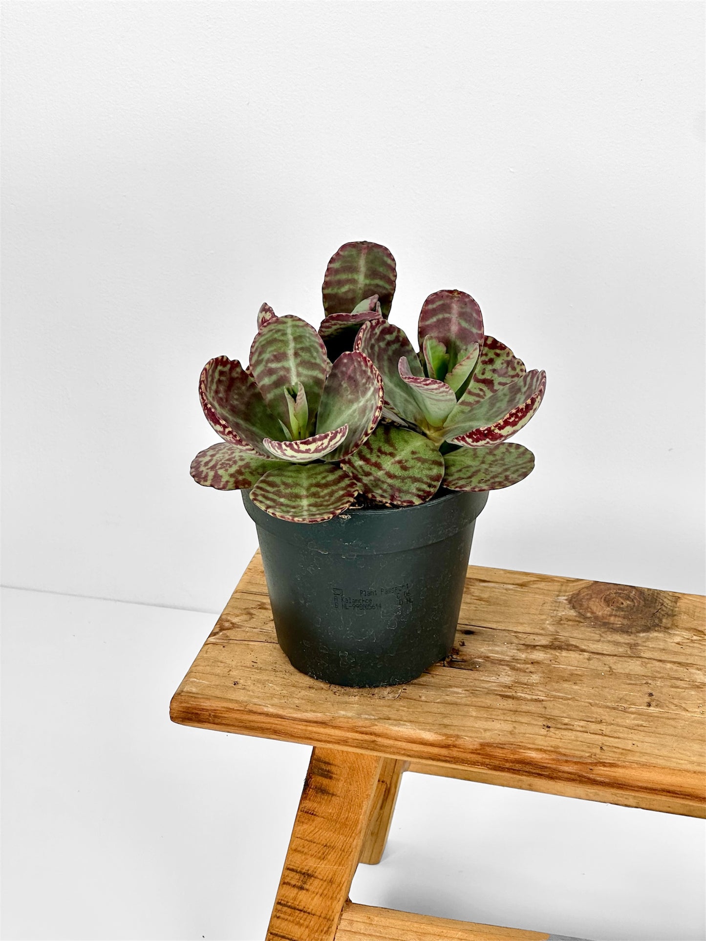 Kalanchoe Humilis Surprising Desert