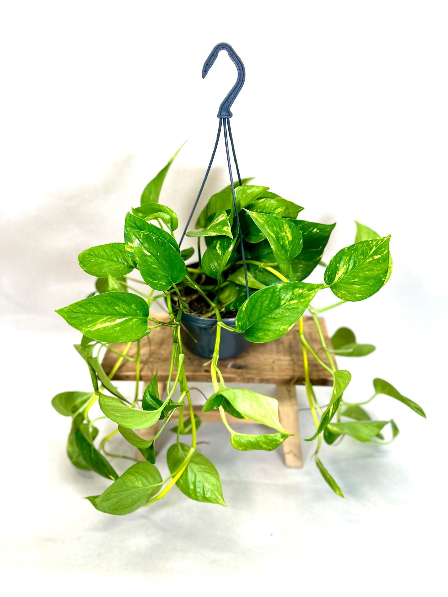 Epipremnum Aureum ''Pothos Golden'' - suspension