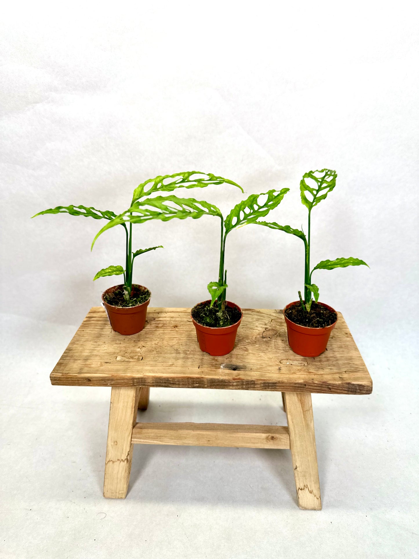 Monstera Obliqua Peru - Baby plant