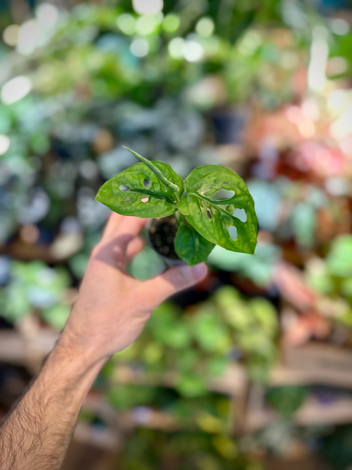 Monstera Obliqua Leichtlinii - Baby plant