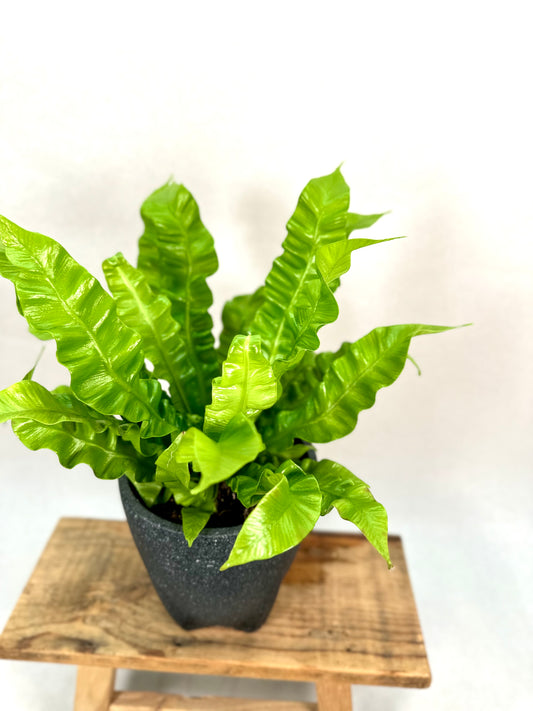 Asplenium Crispy Wave