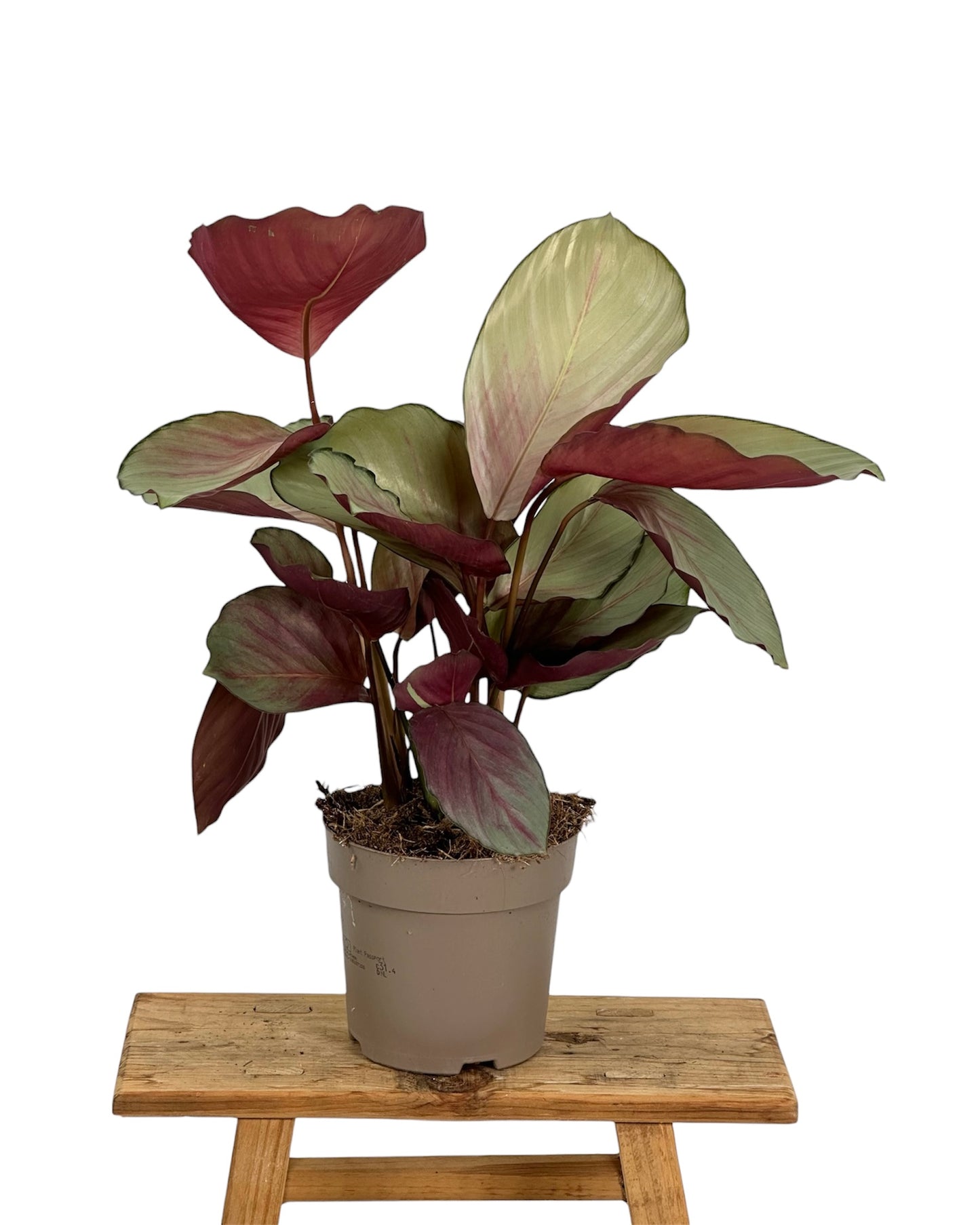 Calathea Silver Plated