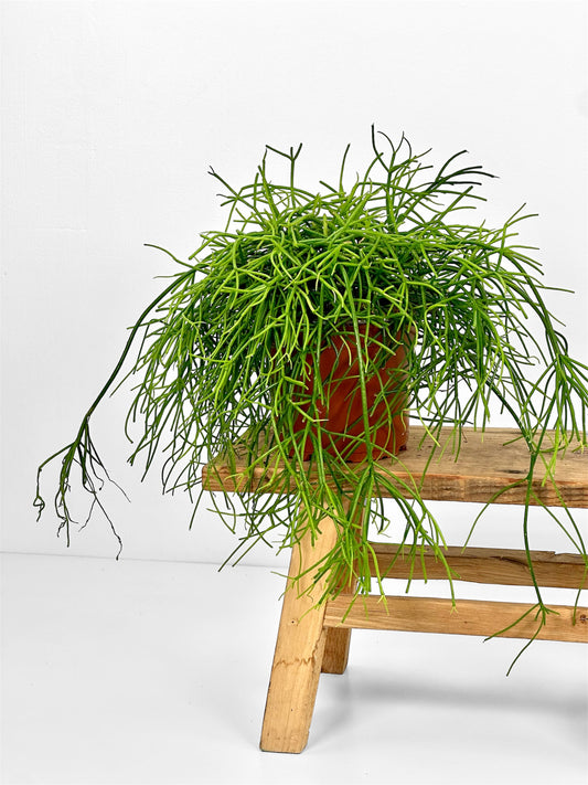 Rhipsalis Cassutha Oasis