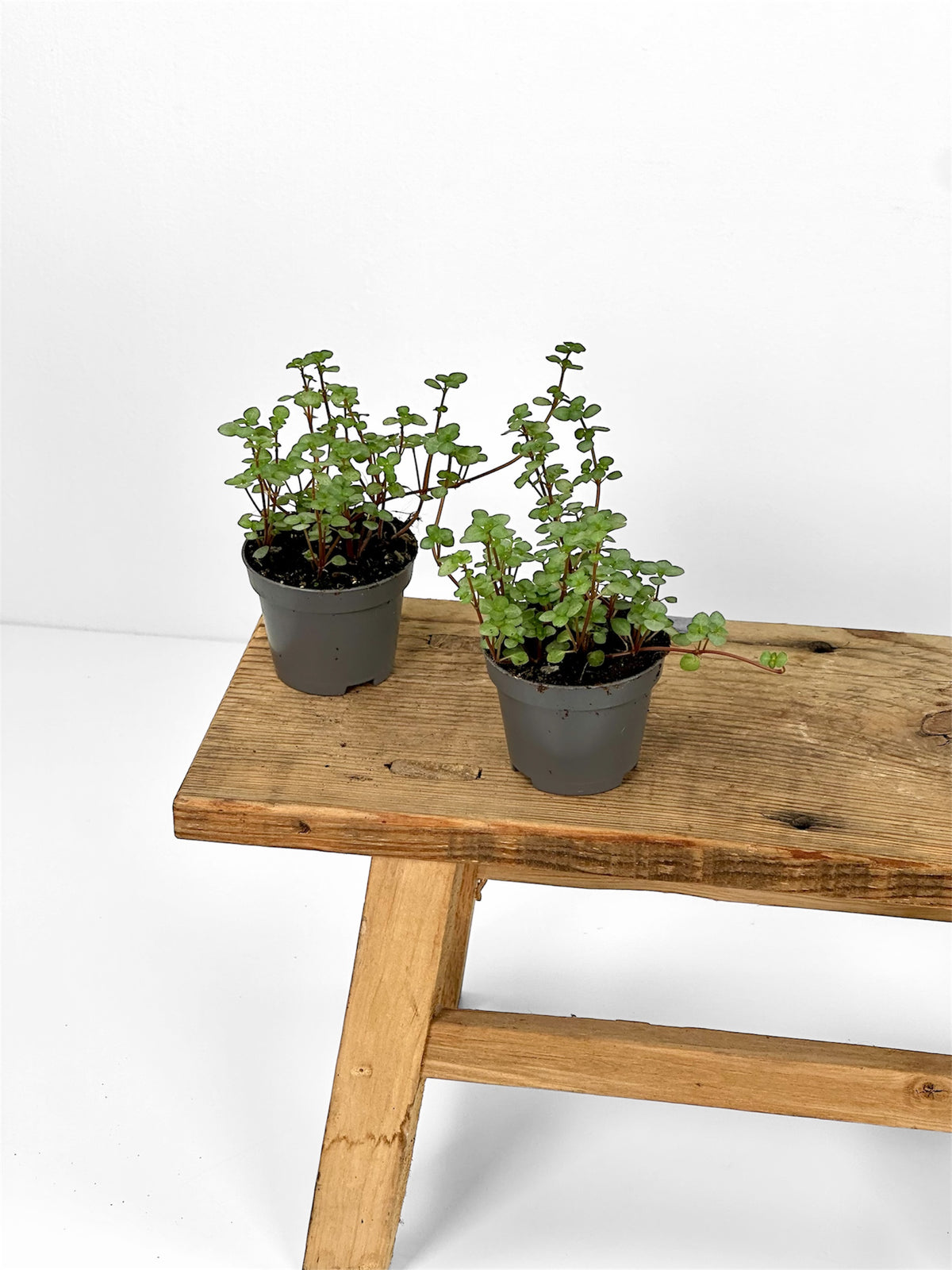 Pilea Glauca - Baby plant